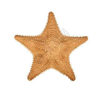 白色光辉星星白上孤立的干虾海星鱼背景