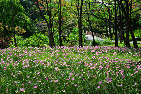 诗吉丽皇后泰国曼谷Sirikit王后公园的或Rain Lily叶子菌种百合和风女王热带花园季节宏观灯泡背景
