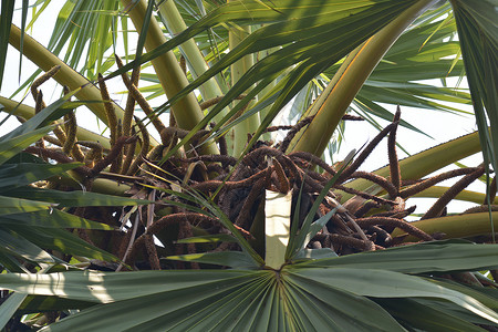 棕榈树 糖棕榈树顶上的甘油棕榈花高清图片