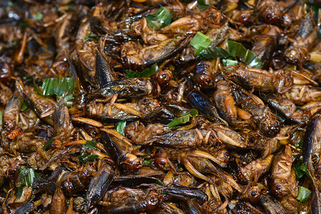 蚁后曼谷的炒虫文化身体昆虫蟋蟀漏洞食物竹虫美食刺槐小吃背景