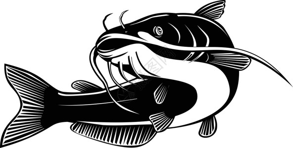 鲶鱼北美蓝青嘉尾鱼游动于回溯木板黑白插画