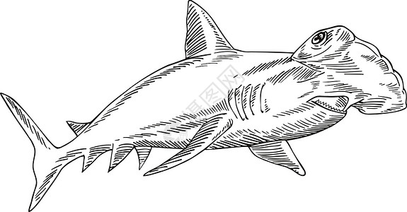 大型锤头鲨鱼 