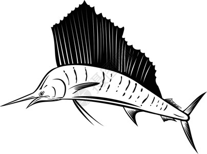 南印度洋Indo-Pea 旗鱼或Billfish 跳跃侧边对面的回溯(黑白)插画