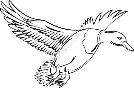 飞蕨科雄鸟或德雷克·马拉德 是达布鸭飞起来的黑白风格插画