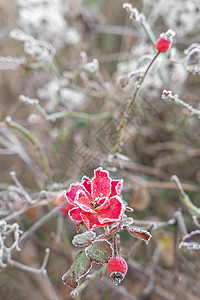 红冰花磨砂冰冠高清图片