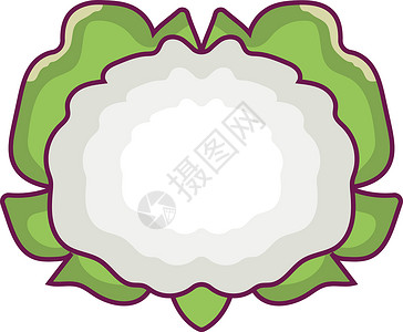 海底椰汤开花椰花蔬菜白色农业食物绿色标识素食者标签植物产品插画