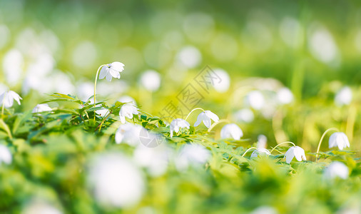 阳光明媚的美丽白色森林鲜花背景图片