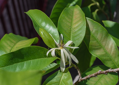 香樟树红色金属栅栏附近的花朵或热带香水树黄色晴天芳香花瓣植物群蓝天星形花植物植物学香花背景