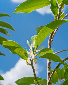 香樟树亚洲植物学高清图片