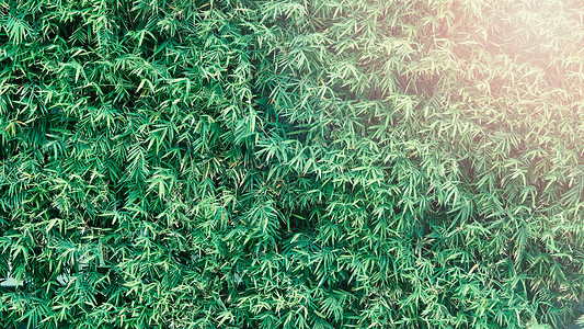 野螟亚科背景竹树绿色鲜叶花园文化环境生长森林植物野竹木头叶子植物科背景