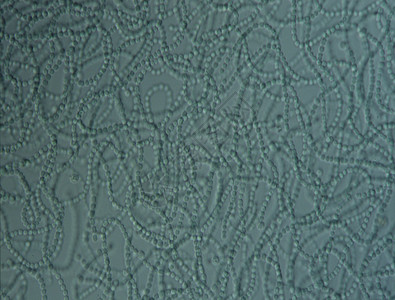蓝绿藻原始显微术高清图片