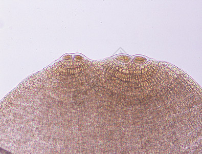 虫黄藻棕色的圆形的高清图片
