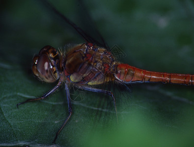 蜻蜓吃蛾Adonis 龙尾在叶子上垂着 吃着苍蝇蜻蜓刀刃昆虫眼睛花丝翅膀捕食者蜻蜓目背景