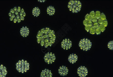 施韦兹显微镜下高放大度的绿藻绿色微生物植物淡水宏观生物学背景