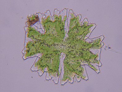 毛壳藻绿色的观赏藻类高清图片