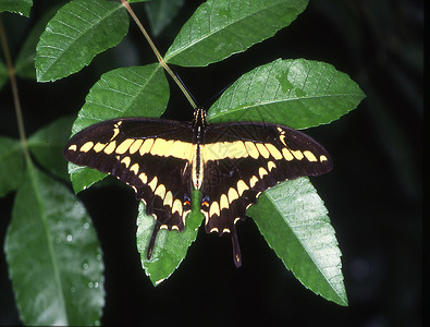 树叶上的燕尾蝴蝶花丝机翼石竹黄色绿色红色扁平化热带高清图片