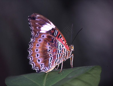 美丽的蝴蝶坐在叶子上花丝异国昆虫关节头皮翅膀触角优美情调背景图片