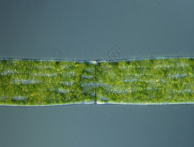 显微镜下高放大度的绿藻生物学微生物绿色宏观植物淡水高清图片