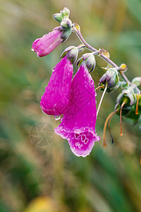 紫癜粉色花朵Foxglove  数字 Purpurea天空紫色花园公园宏观管子野花植物群荒野药店背景
