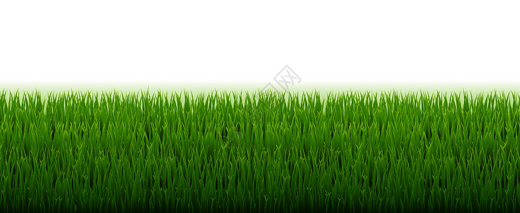 斯托白色背景的绿草边框边界生长水平植物绿色全景环境臭氧场地草地插画