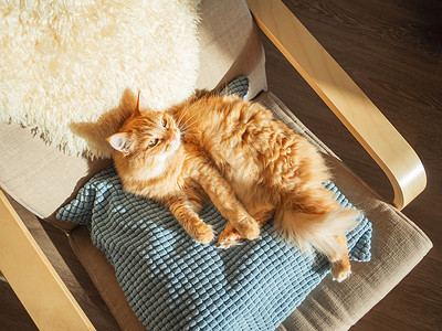 睡在枕头的可爱姜猫上 毛绒宠物是睡着猫咪动物哺乳动物阳光瞌睡红色小猫小憩猫科椅子背景图片
