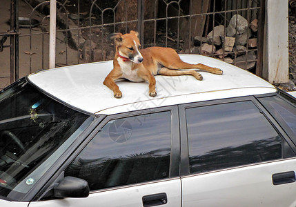 一只棕色的街头狗在白色车顶上放松高清图片
