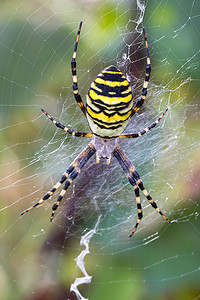 蜂蜘蛛 在网络上宏观花园昆虫草地蜘蛛网漏洞动物生物斑马野生动物背景图片