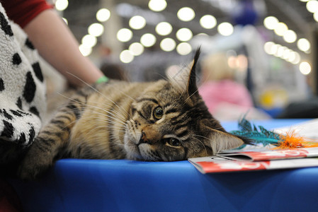 展品展出时的献血猫毛皮国际展示竞赛宠物销售展览红色虎斑沮丧背景图片