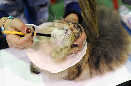 展品展出时的献血猫小猫宠物工具白色猫科眼睛头发成套红色展示背景图片