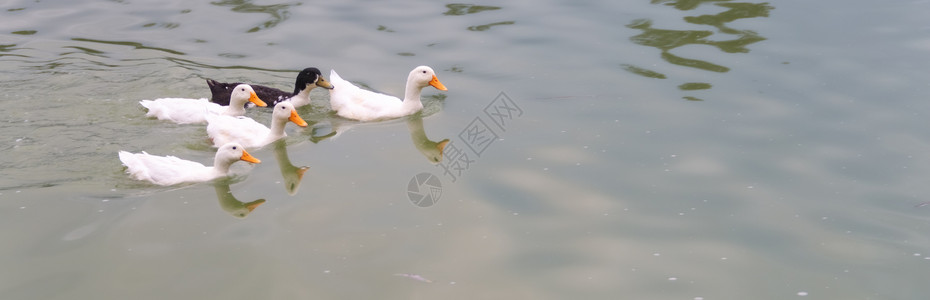 4只白鸭和一只黑鸭在湖里游泳丑小鸭鸭塘小鸭子家庭淡水荒野公园母亲翅膀水鸟背景图片