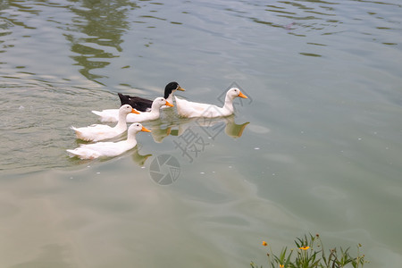4只白鸭和一只黑鸭在湖里游泳家庭丑小鸭母亲公园婴儿鸭塘水鸟女性小鸡荒野背景图片