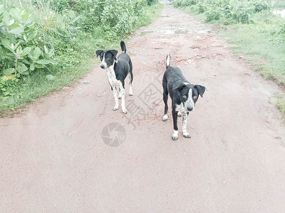 黑色狗在路上友谊运动游戏黄铜家庭热带牧羊犬阳光海滩日落背景图片