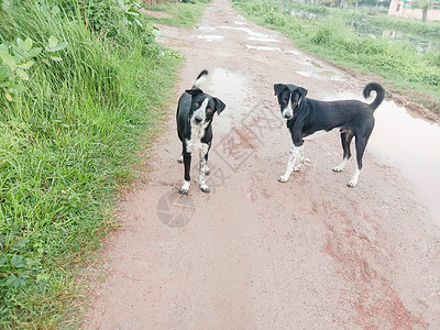 黑色狗在路上刀刃日落家庭运动糖霜游戏友谊小狗农村地面背景图片