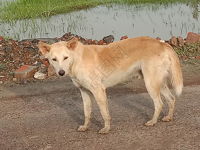 沙沙上布鲁温彩色狗牧场朋友们糖霜黄铜家庭牧羊犬小狗海滩阳光男性背景图片