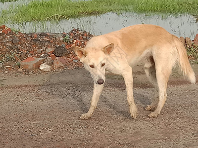 沙沙上布鲁温彩色狗朋友们运动友谊黄铜家庭刀刃动物牧羊犬地面小狗背景图片