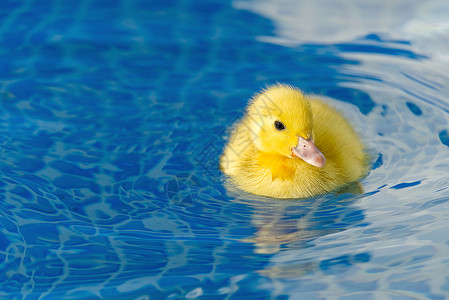 蓝色鸭子夏天清水高清图片
