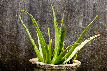 芦荟元素室内植物块茎 室内植物芦荟植物与绿叶在阳光直射下反对又脏又臭的孤立背景 设计元素 文本的复制空间空间医疗窗户肉质保健生活方式草药背景