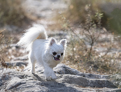 自然中的吉华华人舌头动物长发白色宠物跑步背景图片