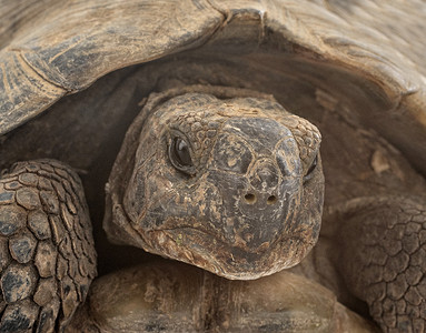 工作室中的希腊乌龟爬虫野生动物陆龟动物高清图片
