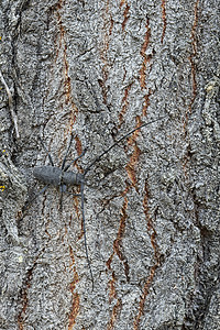 长角甲虫的雄性 莫里纳斯阿斯珀橡木模仿动物昆虫男性地衣灰色长角牛背景图片