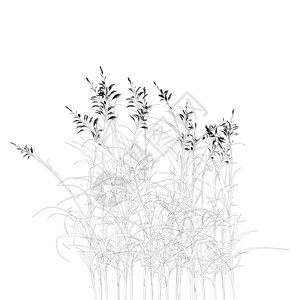 潘帕斯草在白色背景上隔离的孔图详细草 矢量插图线条植物森林花园婚礼艺术生态草本植物季节亚麻插画