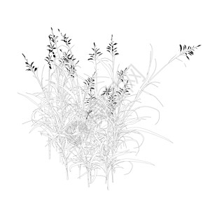 潘帕斯草在白色背景上隔离的孔图详细草 矢量插图季节婚礼野草绘画粮食干花线条花园亚麻植物插画