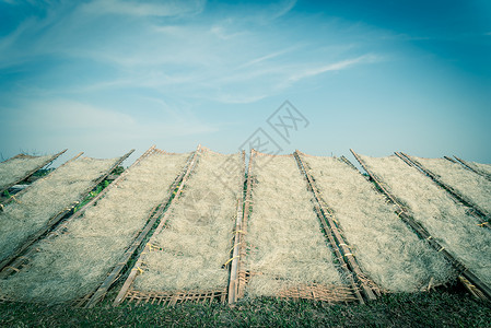 在越南河内外太阳下晒干越南稻谷的竹栅栏向上看一排竹围栏文化食物糖类米粉手工麸质村庄包子竹子面条背景