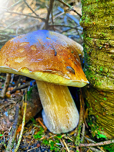 未开化森林里的巨型山羊蘑菇 意大利阿尔卑斯山的波尔西诺美食家叶子季节食用菌绿色饮食食物环境健康饮食宏观背景