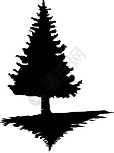 松树剪影孤立背景下松树的黑色剪影艺术植物白色插图生长森林夹子针叶针叶树阴影插画