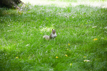 灰色小松鼠中央公园松鼠地面城市动物生活绿色墙纸坚果灰色公园尾巴背景