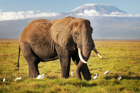 非洲灌木大象在热带草原上行走 w耳朵冒险獠牙自然野生动物树干游戏苍鹭生态动物背景图片