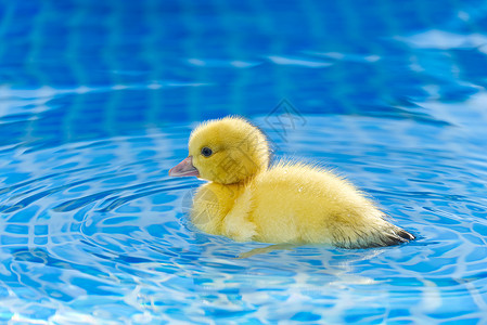 小可爱在吗游泳池的黄小可爱鸭子 在清澈蓝水中游 阳光明媚的夏日清水动物洗澡晴天蓝色服务小鸭子游泳水池玩具背景