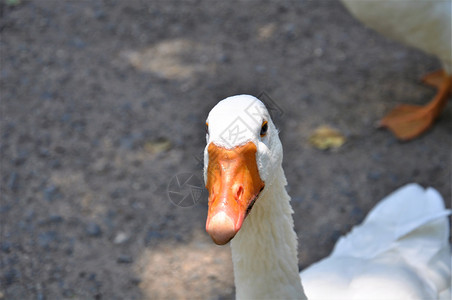 紧贴着白鹅头的白色鹅头 用橙嘴对灰色背景动物家禽动物群羽毛野生动物公园橙子背景图片