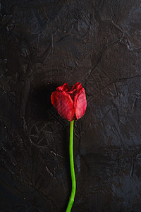 纯红色的郁金香花 在色黑色背景 最上视图中展示庆典季节礼物妈妈们花朵卡片花束郁金香惊喜背景图片